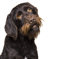 Sitting female Cesky Fousek dog looking at the camera from the front, isolated on a beige background