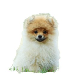 Dog breed dwarf spitz sits on green grass