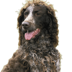 Pont Audemer Spaniel dog, portrait of an adult