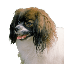 Phalene or Continental Toy Spaniel