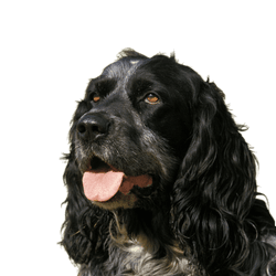 Portrait of a blue Picardy Spaniel