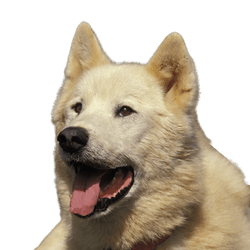 Greenland dog portrait