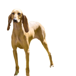 A young, beautiful, fawn-colored, smooth-haired Segugio Italiano stands watchfully in the grass. The Italian hunting dog has a long head and long ears and is used as a hunting dog.