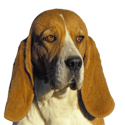 Artois Hound, portrait of a dog