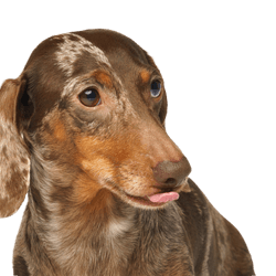 Dwarf rabbit dachshund, marbled fur. Isolated on white background