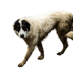 The Bucovina shepherd dog. Large security shepherd dog.