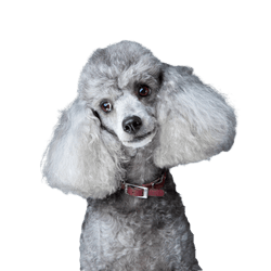 Close-up portrait of an obedient little gray poodle with a red leather collar on a gray background