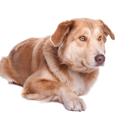 Aidi dog breed