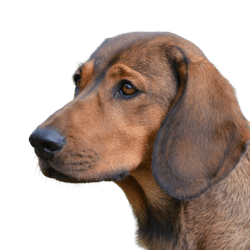 Alpine Dachsbracke temperament and breed description