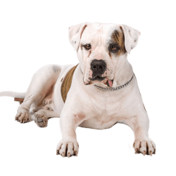 American Bulldog Breed Description