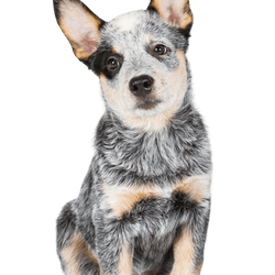 Australian Cattle Dog puppy breed description Merle