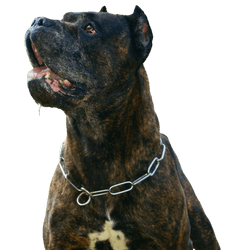 Bandog breed description, temperament of chain dog, large Molossian mix, dog living on chain, unrecognized large dog breeds, fighting dog