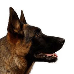 Dog,Mammal,Vertebrate,Dog breed,Canidae,Carnivore,Snout,Belgian shepherd,German shepherd dog,Old german shepherd dog,