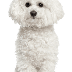 Breed description of a white small dog named Bichon Frise