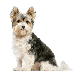 Biewer Terrier breed description, character, small dog breed for seniors, dog for old people, small breed, hypoallergenic breed