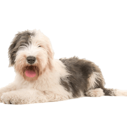 Old English sheepdog