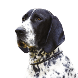 Braque d`Auvergne breed description, temperament and appearance of the french pointing dog, black and white hunting dog, hunting dog breed from France