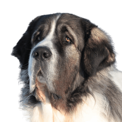 Pyrenees Mastiff breed description, black and white dog breed puppies, Mastín del Pirineo, large dog breed from Spain, herding dog, farm dog, no beginner dog, calm dog breed, giant dog breed, largest dog in the world, dog with long coat, grey and white dog with triangle ears