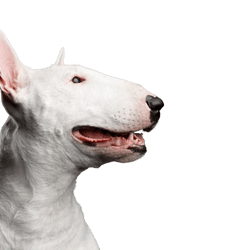 Mammal,Dog,Vertebrate,Bull terrier (miniature),Canidae,Old english terrier,Dog breed,Bull terrier,Bull and terrier,English white terrier,