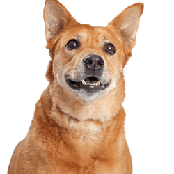 Carolina Dog, American Dingo, brown medium dog with standing ears, Dingo from America, American dog breeds, Unrecognized dog breed from America, USA dog, Dog of the inhabitants, Native dog breed, Breeding dog, Free-living breed, Breed description