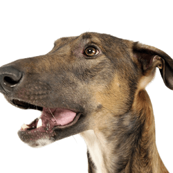 Chart Polski, Polish Greyhound brown, big dog breed, skinny dog, greyhound from Poland