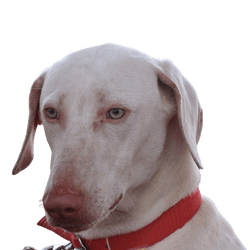 Chippiparai dog, breed description, big white dog