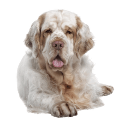 Clumber Spaniel breed description, massive dog, hunting dog from Great Britain, English dog breed, retriever dog, white dog, spaniel breed