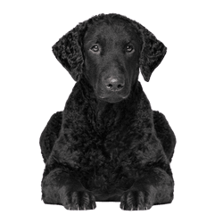 Breed description of Curly Coated Retriever, dog with black curls, dog that looks like Labrador but with curls, purebred dog with curls, temperament and character of Curly Coated Retriever, retriever breed, hunting dog