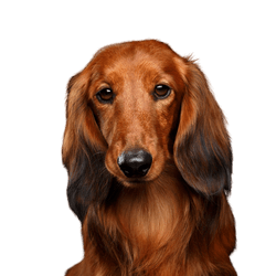 Dog,Mammal,Vertebrate,Canidae,Dog breed,Carnivore,Irish setter,Companion dog,Snout,Dachshund,