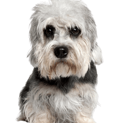 dog, mammal, vertebrate, dog breed, canidae, carnivore, terrier, muzzle, small terrier, light gray dandie dinmont terrier lying on white background