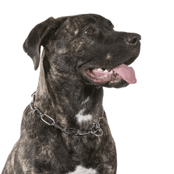 Canary Dog, Dogo Canario dog