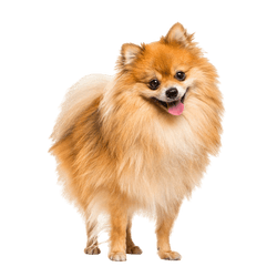 Breed description of a red dwarf spitz, Pomeranian