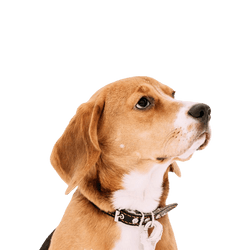 English Foxhound breed description, temperament and character, dog with three colors, tricolor dog breed, dog with floppy ears from England, Great Britain dog breed, English hunting dog, hunting dog breed, tricolor, dog with three colors, dog similar to Beagle