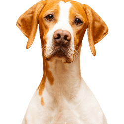 English Pointer breed description and temperament