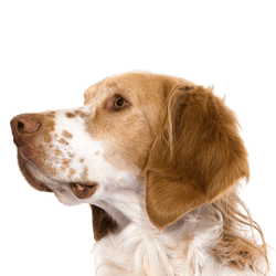 French Spaniel, espagneul Francais, brown white dog with hairy ears