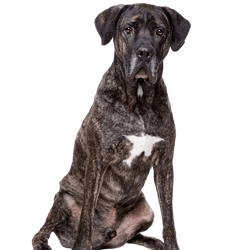 Fila Brasileiro, Black Mastiff, Mastiff from Brazil, South American Dog Breed, Large Dog Breed