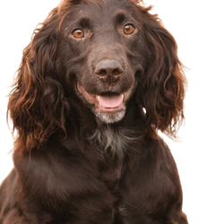 German Wachtelhund breed description, brown medium sized dog