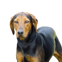 Portrait of the Greek hound