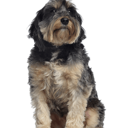Griffon Bleu de Gascogne Breed description Griffon Bleu de Gascogne Breed description