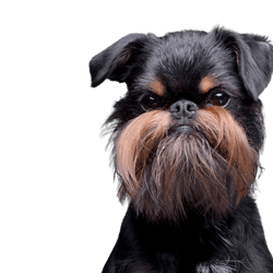 Mind of the Griffon Bruxellois, Brussels Griffon, city dog, Mind of the Griffon, dog for seniors, dog suitable for the city, small dog breed black tan