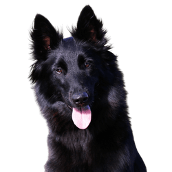 Groenendael Temperament, Black Belgian Shepherd Dog Breed Description
