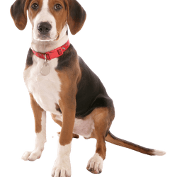 Hamiltonstövare puppy, Hamilton dog male, male, male puppy, dog similar to beagle, tri-coloured dog, hunting dog, dog from Sweden, Swedish breed, dog with floppy ears