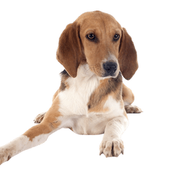 Breed description of the Harrier from UK, British dog breed, English dog breed similar to Beagle, dog similar to Beagle but big