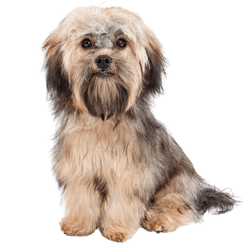 Havanese breed description