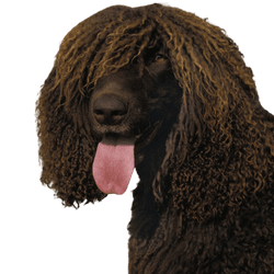 Irish Water Spaniel breed description and character, rat tail in dog, dog with tail like rat, non hairy tail in male, Irish water dog with curls all over head except on muzzle, big brown dog with curls, curly coat, dog that is good for retrieving work, guard dog, family dog, companion dog, hunting dog from Ireland, Irish dog breed, funny dog