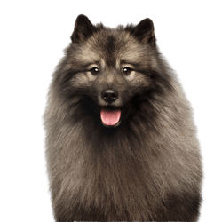 Spitz breed description