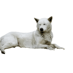 Korea Jindo Dog lying down