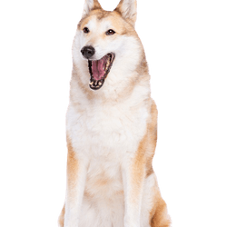 Laika Laika dog, West Siberian Laika, big white dog with red spots, dog similar to Husky