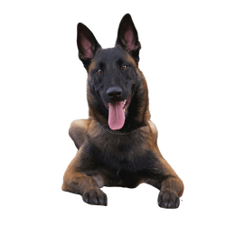 Malinois breed description