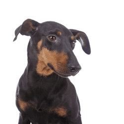 Temperament of a Manchester Terrier, small dog with a lot of temperament, breed description Manchester Terrier, Mini Doberman, tilt ears in dogs